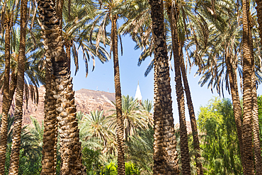 Date palm grove in the oasis of AlUla, Medina Province, Saudi Arabia, Middle East