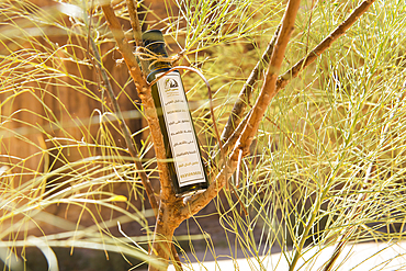 Bottle of Moringa oil in a Moringa peregrina tree at Our Habitas AlUla, a sustainable desert luxury resort nestled within an ancient oasis in the desert canyons of the Ashar Valley, Medina Province, Saudi Arabia, Middle East