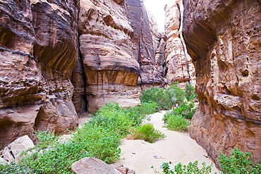 Canyon with sandstone walls in the Sharaan Nature Reserve, AlUla, Medina Province, Saudi Arabia, Middle East