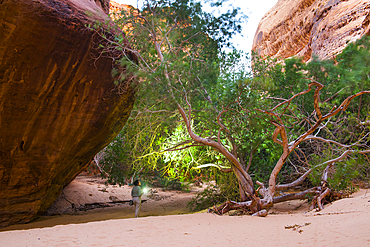 Woman walking with headlamp at the bottom of a canyon with sandstone walls in the Sharaan Nature Reserve, AlUla, Medina Province, Saudi Arabia, Middle East