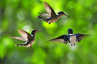 Florisuga mellivora (White-necked Jacobin) hovering, Soberania National Park, Republic of Panama, Central America