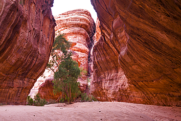 Canyon with sandstone walls in the Sharaan Nature Reserve, AlUla, Medina Province, Saudi Arabia, Middle East