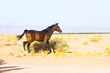 Young horse free-roaming near the Alqaleebah Gate of Sharaan Nature Reserve, AlUla, Medina Province, Saudi Arabia, Middle East