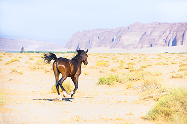 Young horse free-roaming near the Alqaleebah Gate of Sharaan Nature Reserve, AlUla, Medina Province, Saudi Arabia, Middle East