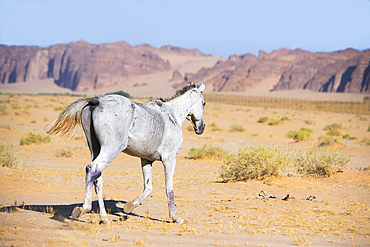 Horse free-roaming near the Alqaleebah Gate of Sharaan Nature Reserve, AlUla, Medina Province, Saudi Arabia, Middle East