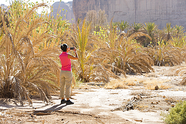 Woman taking photograph of a Palm plantation colonized by invasive Sodom apple plant (Calotropis procera), Sharaan Nature Reserve, AlUla, Medina Province, Saudi Arabia, Middle East