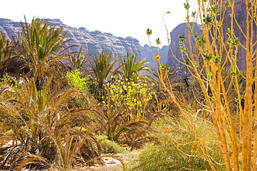 Palm plantation colonized by invasive Sodom apple plant (Calotropis procera), Sharaan Nature Reserve, AlUla, Medina Province, Saudi Arabia, Middle East