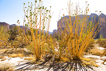 Palm plantation colonized by invasive Sodom apple plant (Calotropis procera), Sharaan Nature Reserve, AlUla, Medina Province, Saudi Arabia, Middle East