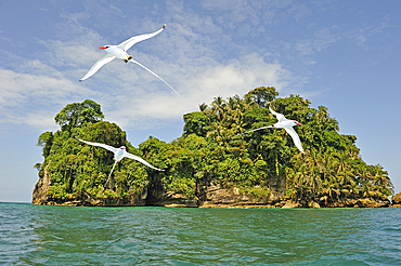 Seabirds Tropicbirds, Pajaros Islet (Swan's Cay off the coast of Boca del Drago on Colon Island, Bocas del Toro Archipelago, Republic of Panama, Central America