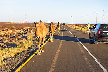 Encounter with dromedaries on the road that crosses the Harrat volcanic plateau, AlUla, Medina Province, Saudi Arabia, Middle East