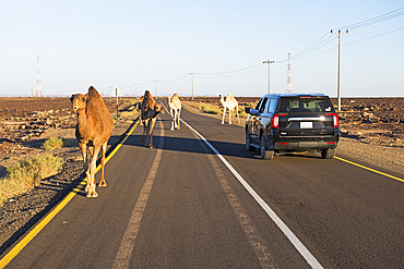 Encounter with dromedaries on the road that crosses the Harrat volcanic plateau, AlUla, Medina Province, Saudi Arabia, Middle East