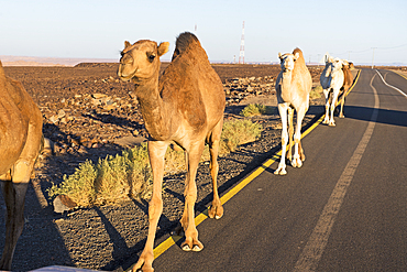 Encounter with dromedaries on the road that crosses the Harrat volcanic plateau, AlUla, Medina Province, Saudi Arabia, Middle East