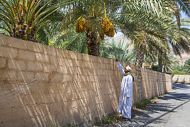 Man showing bunches of dates In a palm grove of Birkat Al Mouz in the Al Dakhliya region at the foothills of Jebel Akhdar, Sultanate of Oman, Arabian Peninsula, Middle East