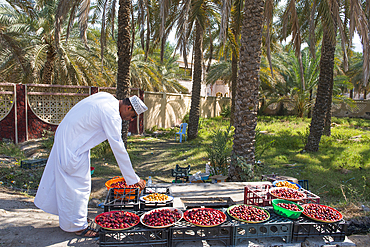 Date display for sale on the roadside near Nakhal,, Sultanate of Oman, Arabian Peninsula, Middle East