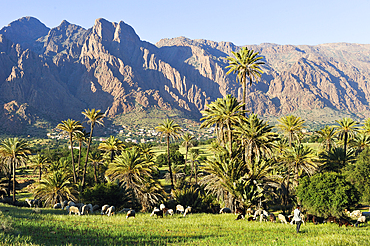 Flock of sheep and palm grove in Ammeln valley with Djebel Lekst in background, near Tafraout, Anti-Atlas, Morocco, North Africa