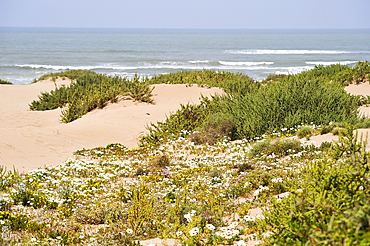 Dunes at Souss-Massa National Park , Atlantic coast, Morocco, North Africa