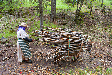 Woman carrying wood on donkeyback, Atlas cedar forest, near Azrou,Middle Atlas,Morocco,North Africa