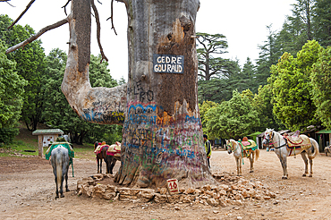 Horses tied around Cedar Gouraud, Atlas cedar forest, near Azrou, Middle Atlas, Morocco, North Africa