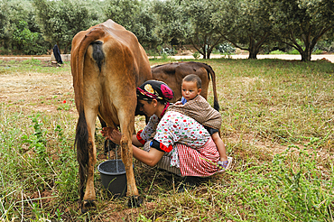 Milking scene in a village of Oum-er-Rbia valley,Khenifra region,Middle Atlas,Morocco,North Africa