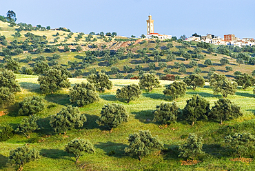 Olive grove around Chefchaouen,Rif region,Morocco,North Africa