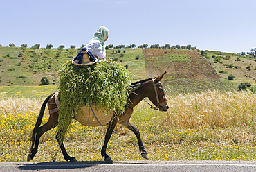 Farmer carrying fodder riding a mule,Rif region,Morocco,North Africa