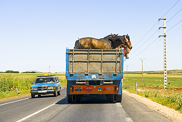 Horses transport by truck toward Fes,Rif region,Morocco,North Africa