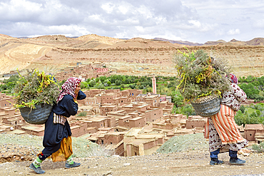 Women carrying fodder, village of Taifest, Ounila River valley, Ouarzazate Province, region of Draa-Tafilalet, Morocco, North West Africa