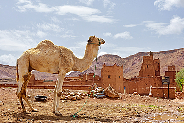 Camel in front of the Ksar of Tamedakhte, Ounila River valley, Ouarzazate Province, region of Draa-Tafilalet, Morocco, North West Africa