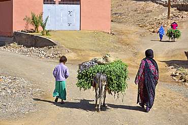 Villagers carrying fodder on donkey backs, village on the road from Agdz to Zagora, Draa River valley, Province of Zagora, Region Draa-Tafilalet, Morocco, North West Africa