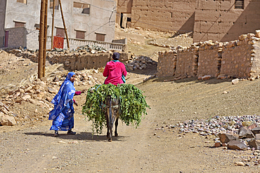 Villagers carrying fodder on donkey backs, village on the road from Agdz to Zagora, Draa River valley, Province of Zagora, Region Draa-Tafilalet, Morocco, North West Africa