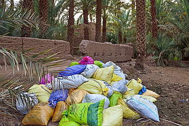 Sacks of dates, palm grove of Zagora, Draa River valley, Province of Zagora, Region Draa-Tafilalet, Morocco, North West Africa