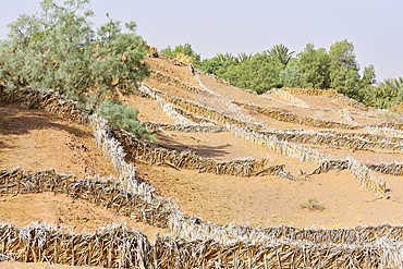 System of protection against invasion of desert sand in the palm grove of Zagora, Draa River valley, Province of Zagora, Region Draa-Tafilalet, Morocco, North West Africa