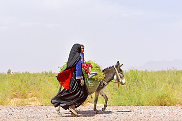 Woman carrying fodder and a child on the back of a donkey, secondary road from Tamegroute toward the South, Draa River valley, Province of Zagora, Region Draa-Tafilalet, Morocco, North West Africa