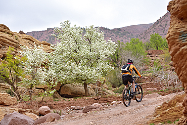 Biker on the path to the perched village of Tighza, Ounila River valley, Ouarzazate Province, region of Draa-Tafilalet, Morocco, North West Africa