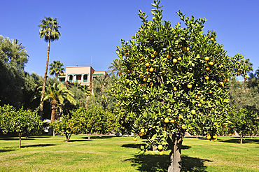 Orange grove in the garden of the luxury 5 stars hotel La Mamounia, Marrakesh, Marocco,North Africa