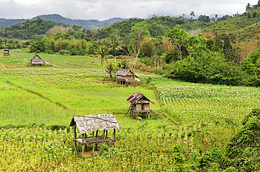 Corn and rice fields in the area around Nong Khiaw, Luang Prabang Province, Laos, Southeast Asia