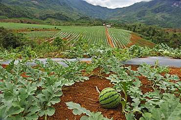 Watermelon crop on lands bought or rented by China for Chinese market, Nong Khiaw area, northern Laos