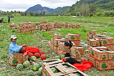 Watermelon harvest on lands bought or rented by China for Chinese market, Nong Khiaw area, northern Laos