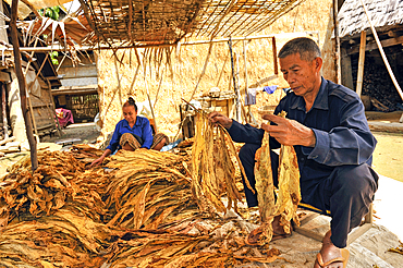 Sorting and bunching of tobacco leaves, village around Nong Khiaw, District of Luang Prabang, Northern Laos, Southeast Asia