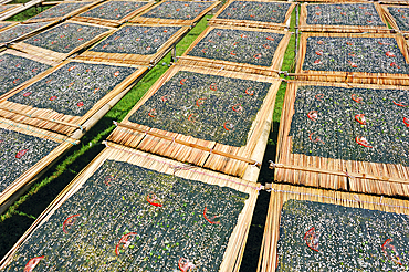 Sun drying of 'Kai Paen' dried river weed sheets sprinkled with sesame seeds, thinly sliced tomatoes and garlic, northern Laos, Southeast Asia