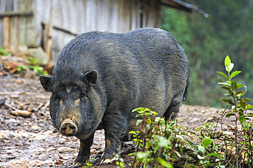 Sow in an Akha tribe village in the mountains surrounding Muang La, Oudomxay Province in northwestern Laos, Southeast Asia