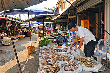 Dried cuttlefish display at the morning market at Luang Prabang, Laos, Southeast Asia