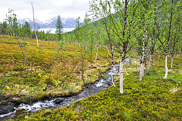 Small torrent flowing through a birch wood,Nordmannvikdalen valley,region of Lyngen,County of Troms,Norway,Northern Europe