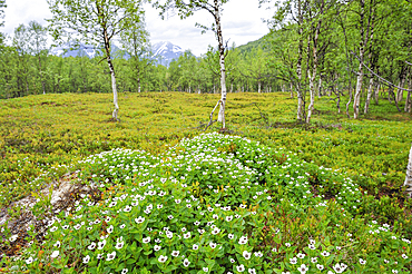 Cornus suecica flowers in a birch wood,Nordmannvikdalen valley,region of Lyngen,County of Troms,Norway,Northern Europe