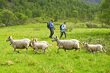 Trekkers and sheep on the way up to the Steindalsbreen glacier,Lyngen Alps,region of Lyngen,County of Troms,Norway,Northern Europe