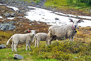 Sheep on the way up to the Steindalsbreen glacier,Lyngen Alps,region of Lyngen,County of Troms,Norway,Northern Europe