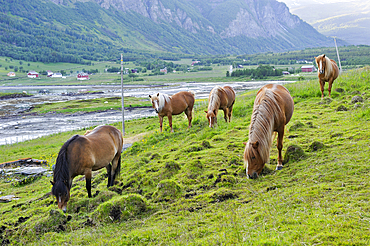 chevaux Lyngshest,Solvik Gard,region de Lyngen,Comte de Troms,Norvege,Europe du Nord//Lyngshest horses, Solvik Gard,region of Lyngen,County of Troms,Norway,Northern Europe