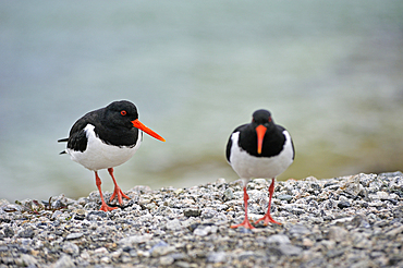 Eurasian Oystercatcher (Haematopus ostralegus), Sommaroy, County of Troms, Norway, Northern Europe