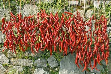 Red peppers hanging out to dry, Campania region, southern Italy, Europe