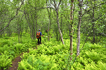 Hikker in the fern in undergrowth, Husfjellet mountain, Senja island, County of Troms, Norway, Northern Europe